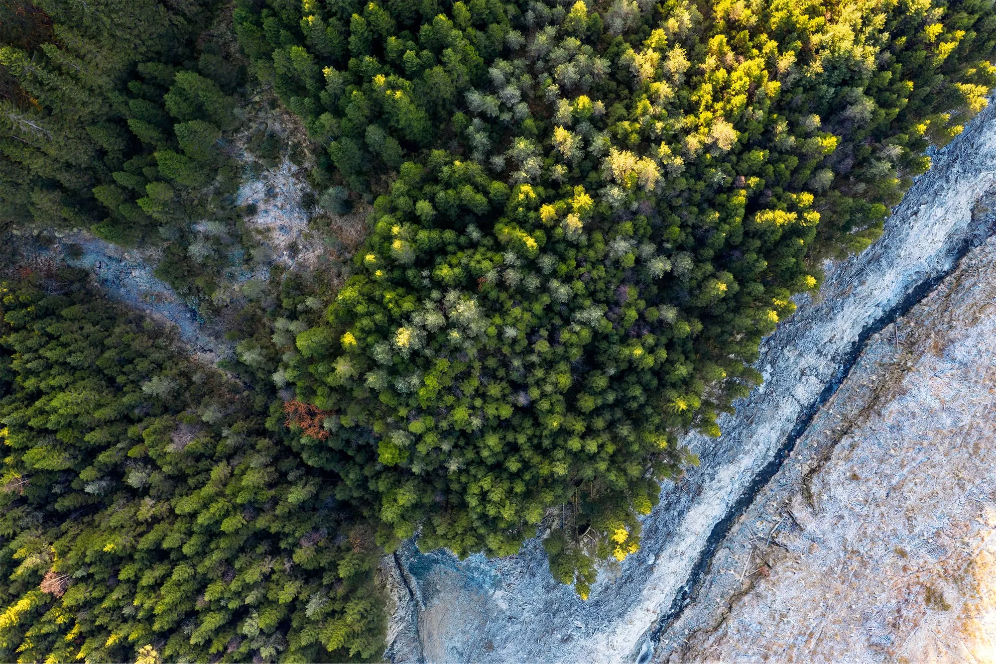Aerial view of a forest detection of forest pest disease drought stress 