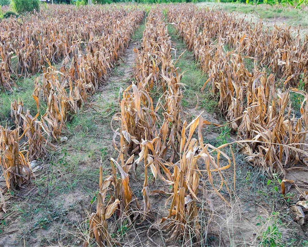 Drought extreme weather assessment crops