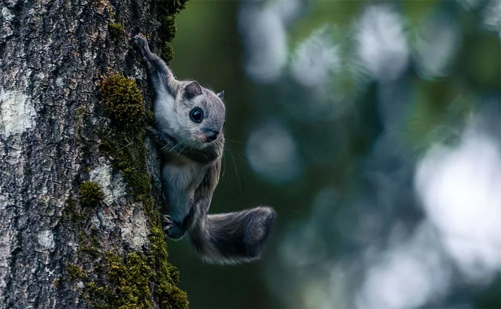 Keliber, Finland 