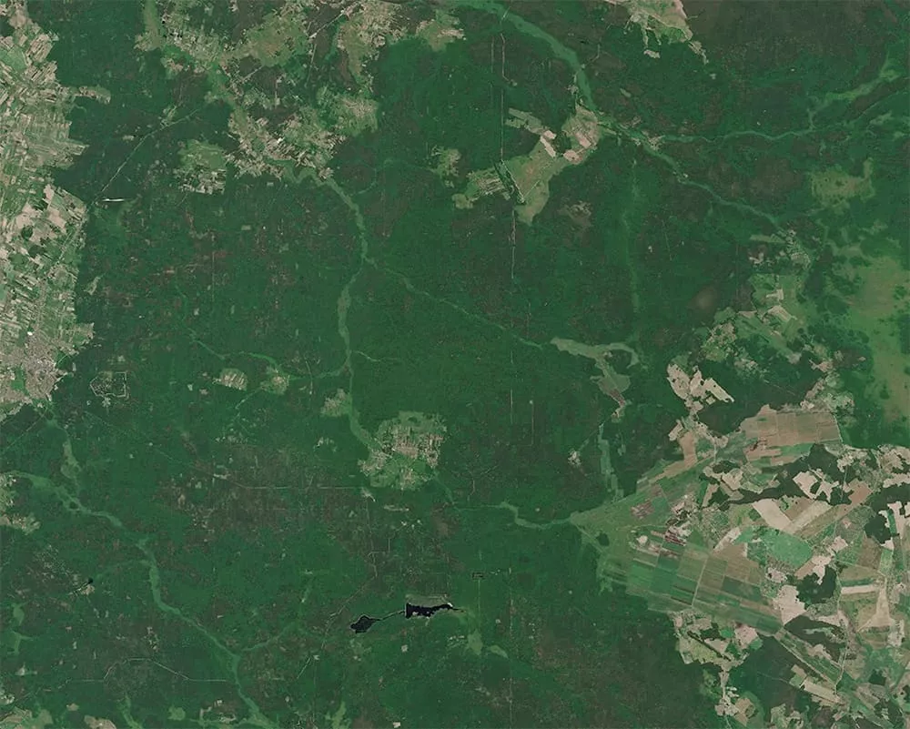 Białowieża Forest, Poland