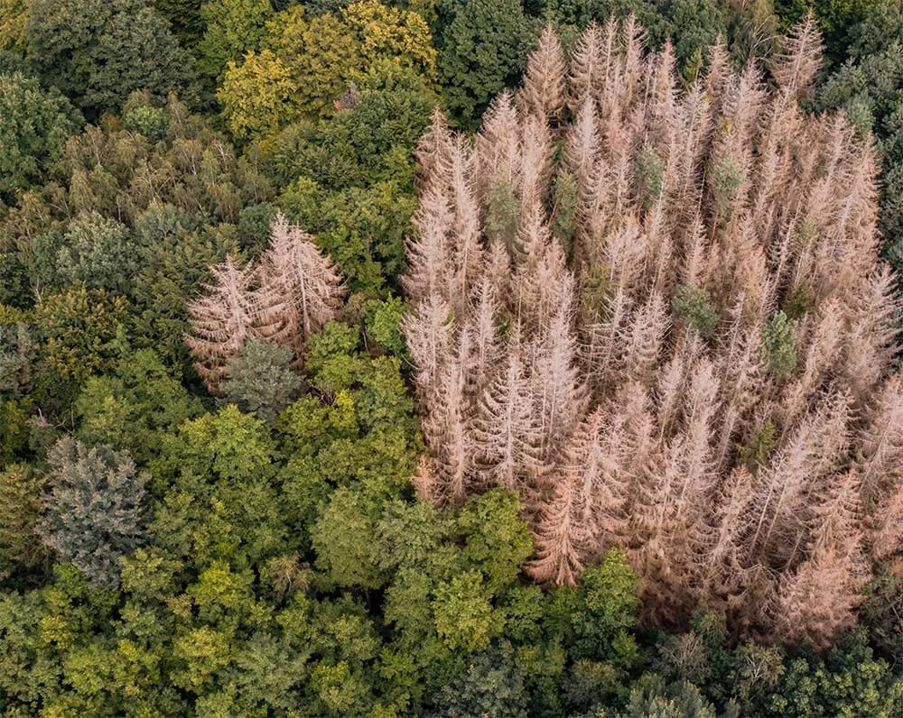 Forest pest disease and drought stress 