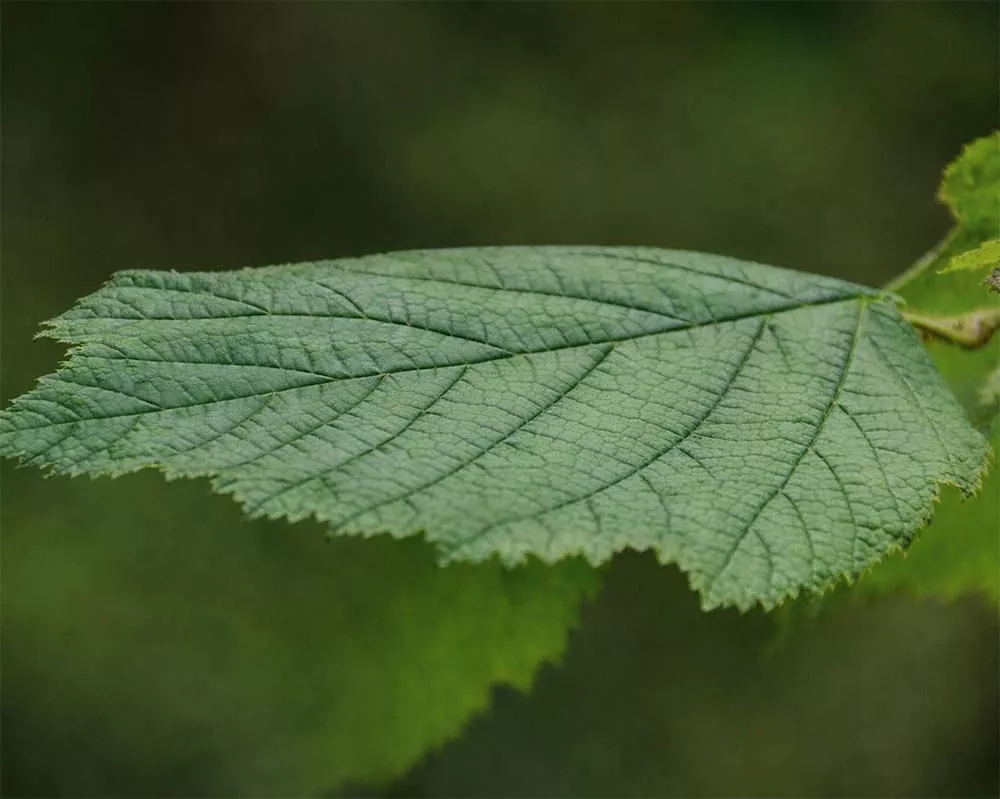 Forest pests healthy