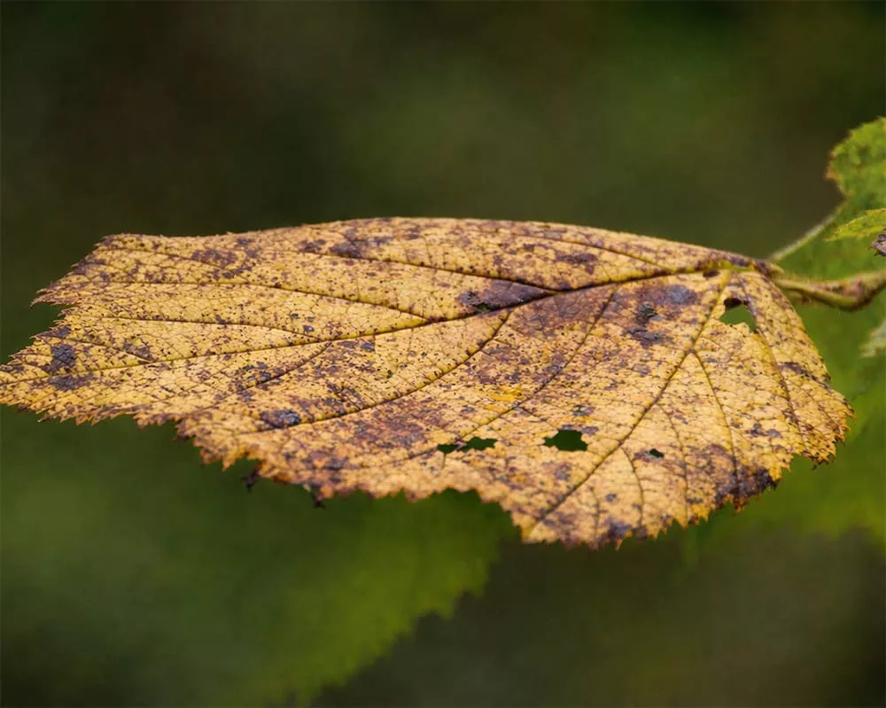 Forest pests sick