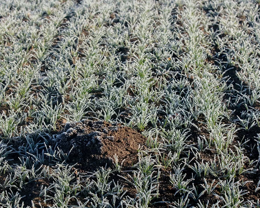 Frost agribusiness freeze agriculturef 