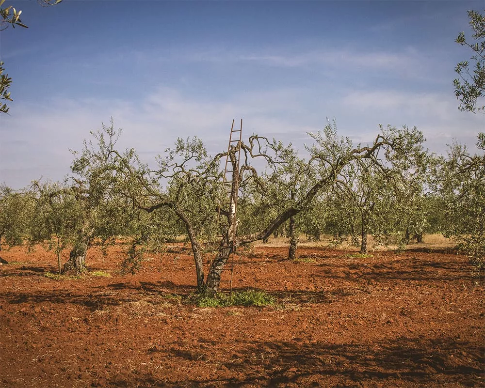 Mediterranean Olive Regions