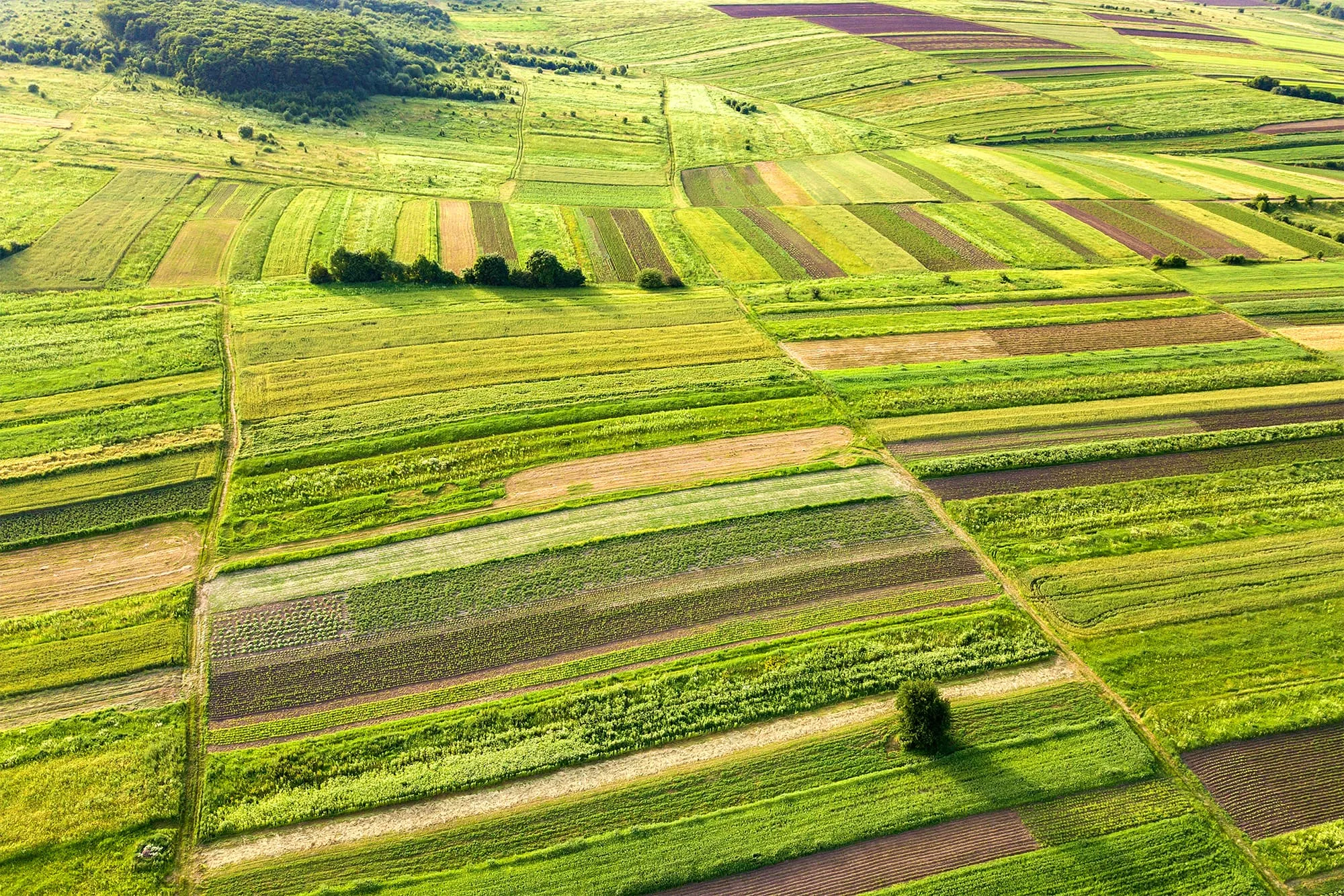 Small separate agricultural fields