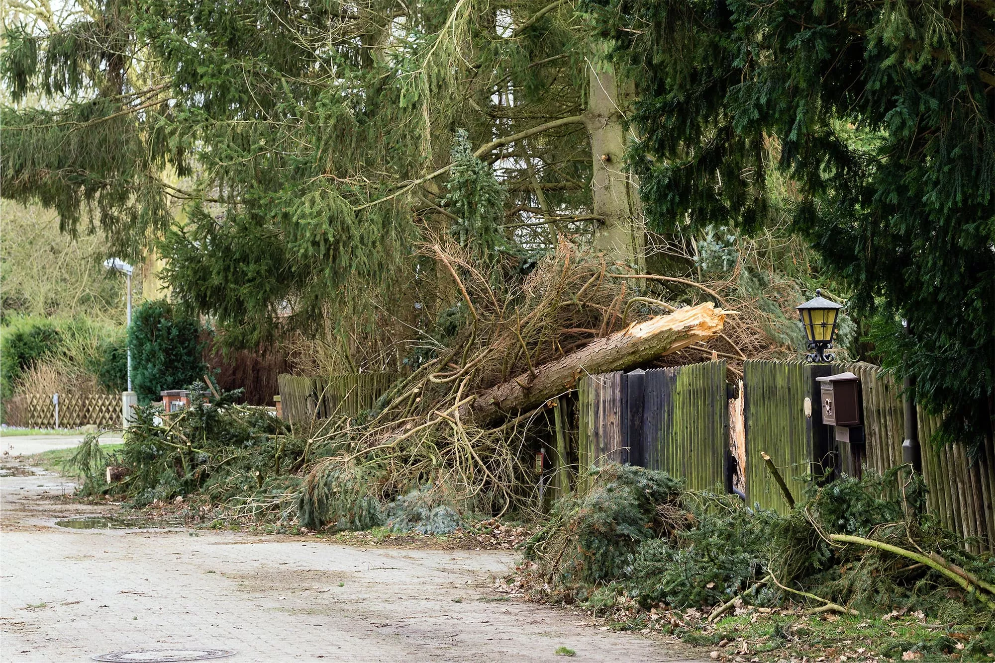Storm damage elite tree care fallen Lombardie Italia