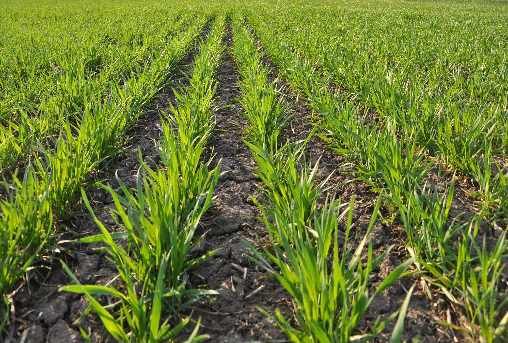 Wheat field stubble crops promising start 